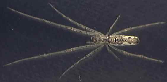 Tetragnatha extensa